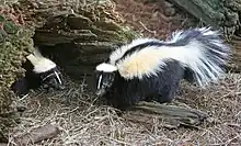 Striped skunks