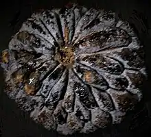 A close-up view of a plucked sugar apple