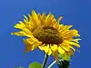 A flower with yellow petals and a brown center against a blue background