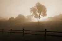 A foggy sunrise