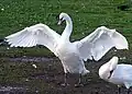 A swan spreading its wings.