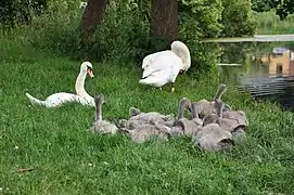 Swan pair with offspring.