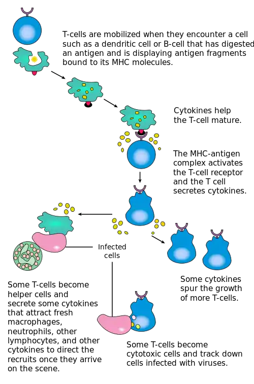 A diagram showing the activation of T cells