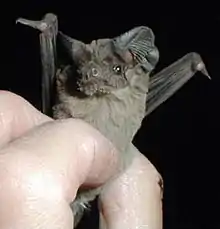 A researcher holds a Mexican free-tailed bat