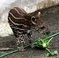 A young Brazilian tapir