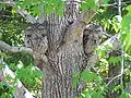 Tawny frogmouth blends in with color and texture of tree bark. Sydney, New South Wales.