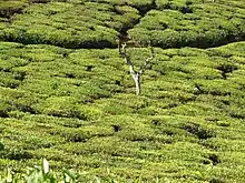 Tea plantation