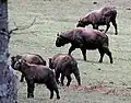 National animal called Takin