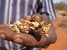 A lizard, with its body and face covered in thorns and patterns of brown and baige scales, held in the hand of a man.