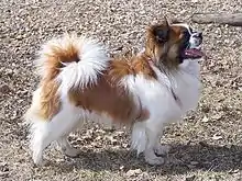 "Parti sable Tibetan Spaniel"