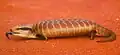 Centralian Blue-tongued Lizard from the Tanami Desert