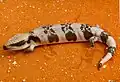 Western Blue-tongued Lizard