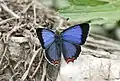 Western blue sapphire