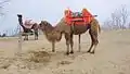 Two camels used for riding.