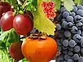 Four fruits that are true berries, shown larger than they are. Clockwise from right:grapes, persimmon, red gooseberries, red currants (top)