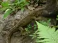 Tuatara