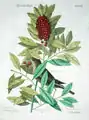 Turdus minimus (now Catharus minimus) and dahoon holly (Ilex cassine), 1754