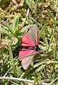 Adult showing hindwings