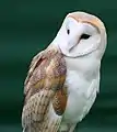 The barn owl.