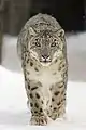 Snow Leopard, state animal