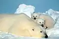 A polar bear mother with her cubs