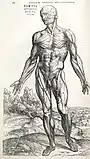 Image from Andreas Vesalius's De humani corporis fabrica (1543)