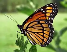 Viceroy (Limenitis archippus)