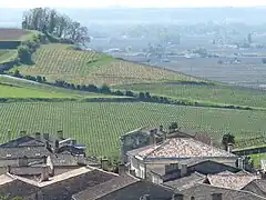 Vineyards in St Emilion