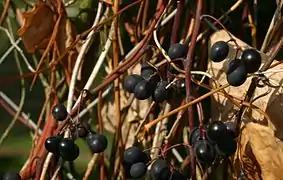 Vitis labrusca with berries