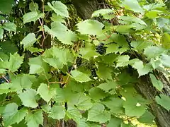 Vitis riparia leaves and fruit