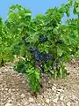 A grape vine growing in a vineyard