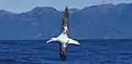 A wandering albatross can sleep while flying.