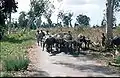 Water buffalos on the road to Viqueque