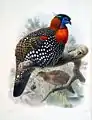 Western tragopan, state bird