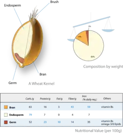 Diagram showing how much of a kernel is made up of endosperm (83%) and where it is (in the centre)