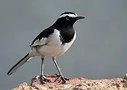 White-browed wagtail