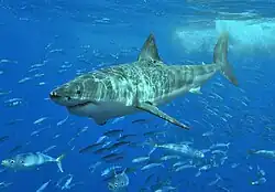 A smooth, rocket-shaped shark swims quickly through the water.