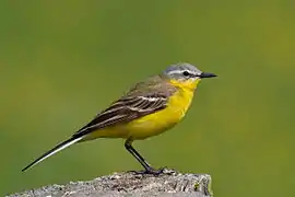 Adult, male Western yellow wagtail