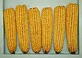 Maize