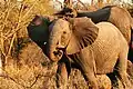 A young bull elephant in a breeding herd displaying mock aggression.