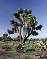 A Yucca tree (Y. decipiens)