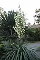 Yucca gloriosa