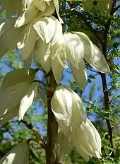 White yucca flowers