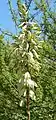 Yucca Thomsonia (flowering)