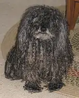 Grey Puli