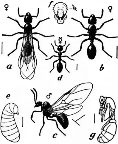 1911 Britannica-Ant-Tetramorium immigrans.png