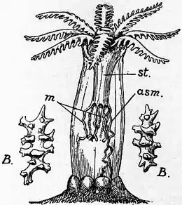 1911 Britannica-Anthozoa-Alcyonaria.png