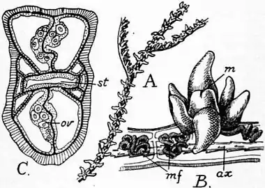 1911 Britannica-Anthozoa-Antipathes dichotoma.png