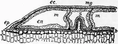 1911 Britannica-Anthozoa-Astroides calicularis.png