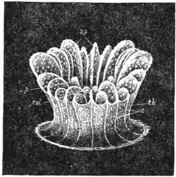 1911 Britannica-Anthozoa-Caryophyllia.png